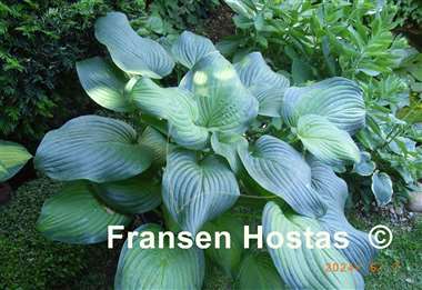 Hosta Guacamole